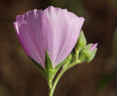 Sidalcea hartwegii