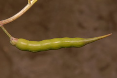 Raphanus raphanistrum raphanistrum