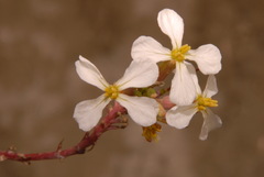 Raphanus raphanistrum raphanistrum