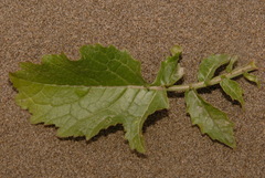 Raphanus raphanistrum raphanistrum