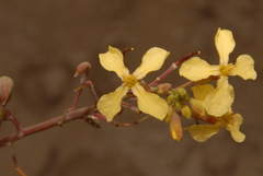 Raphanus raphanistrum raphanistrum