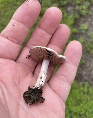 Agaricus micromegethus
