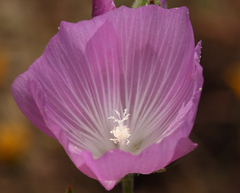 Sidalcea hartwegii