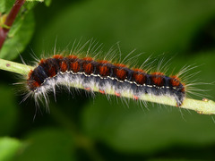 Eriogaster lanestris