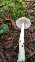 Amanita sinicoflava