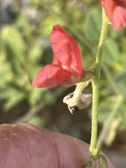 Macroptilium lathyroides