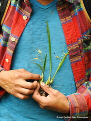 Prosthechea rhynchophora