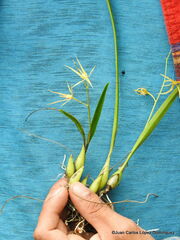 Prosthechea rhynchophora