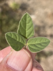Macroptilium lathyroides
