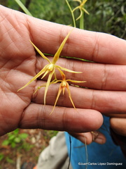 Prosthechea rhynchophora