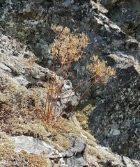 Lomatium hallii