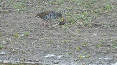 Pardirallus maculatus