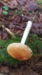 Amanita sinicoflava
