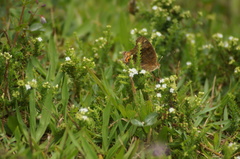 Junonia evarete