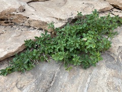 Frangula betulifolia