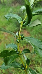 Fadogia homblei