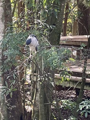 Nycticorax