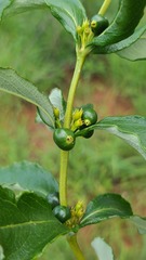 Fadogia homblei