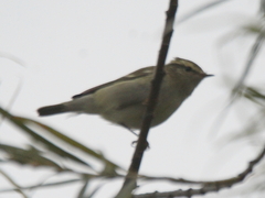 Phylloscopus inornatus