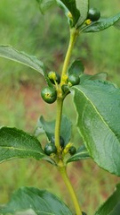 Fadogia homblei