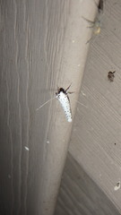 Yponomeuta multipunctella