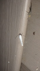 Yponomeuta multipunctella