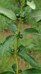 Fadogia homblei