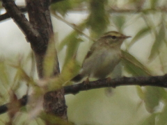 Phylloscopus borealis
