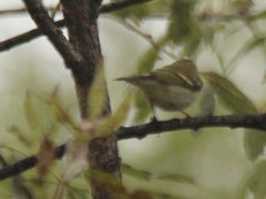 Phylloscopus borealis