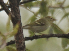 Phylloscopus borealis