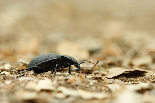 Leather Beetle, 6574 Ubbergen, Nederland, photo 8 of 10