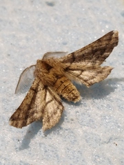 Apochima flabellaria