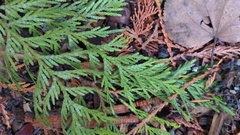 Thuja plicata