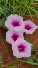 Ipomoea bathycolpos