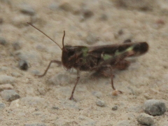 Oedaleus infernalis