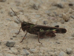 Oedaleus infernalis