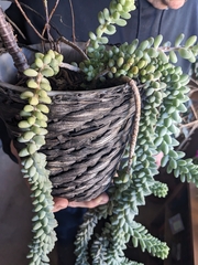 Sedum burrito