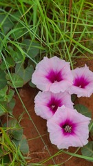 Ipomoea bathycolpos