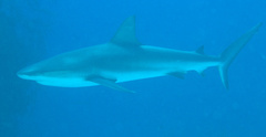 Carcharhinus perezii