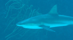 Carcharhinus perezii