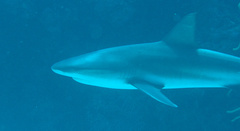 Carcharhinus perezii