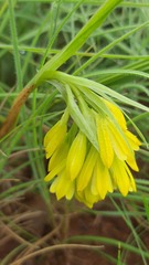 Eulophia leontoglossa