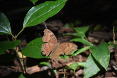 Junonia iphita