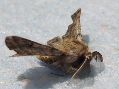 Apochima flabellaria