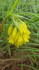 Eulophia leontoglossa
