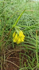 Eulophia leontoglossa