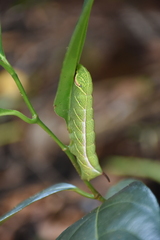 Lepidoptera