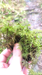 Hylocomium splendens