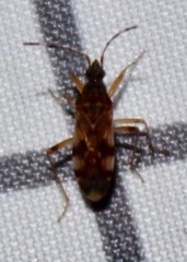 Ozophora picturata