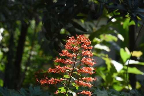 Clerodendrum paniculatum